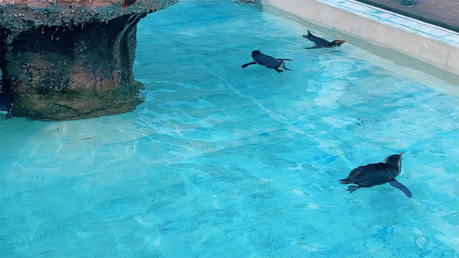 水族館のペンギン