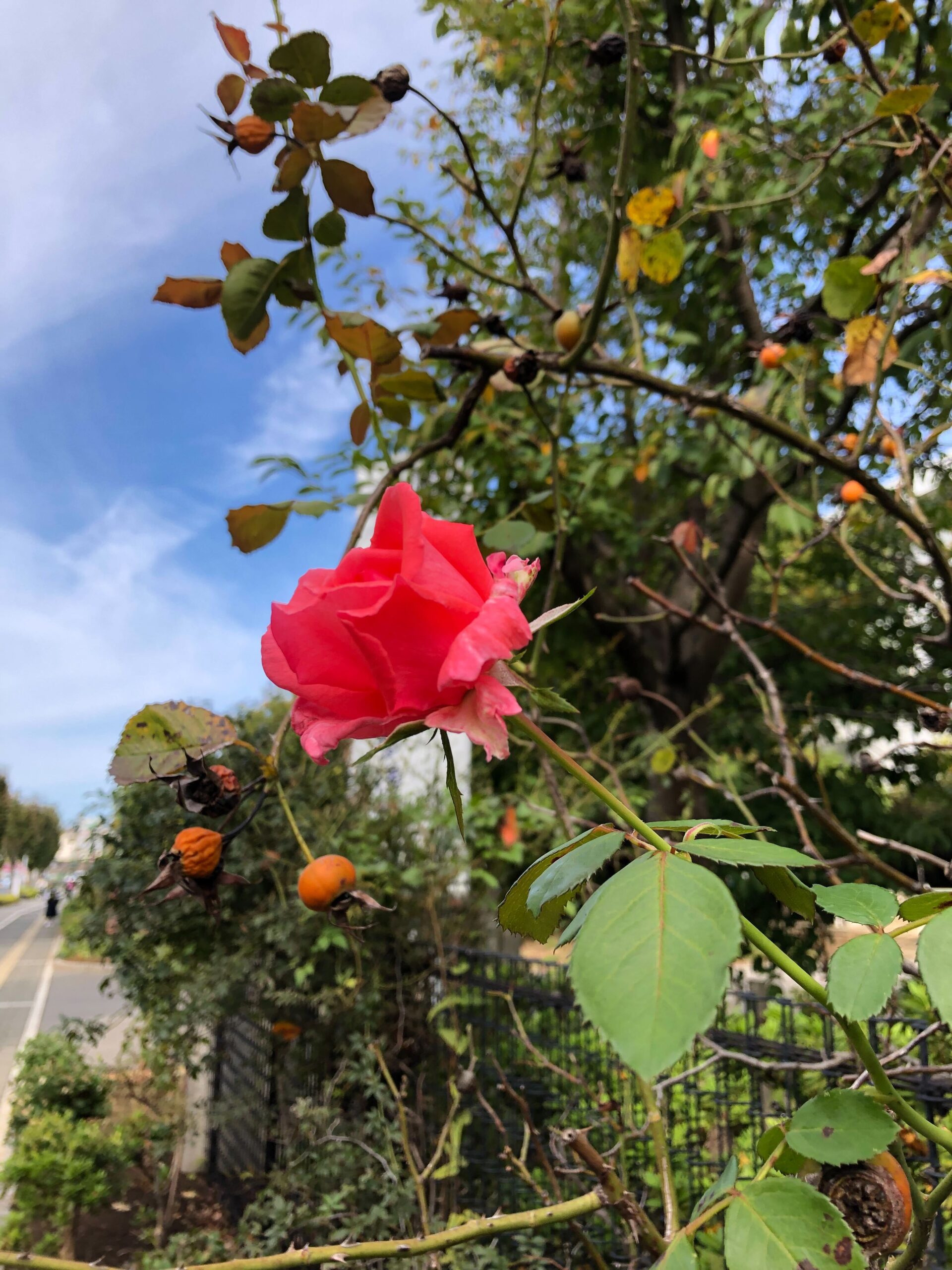 散歩中に撮影した花の写真